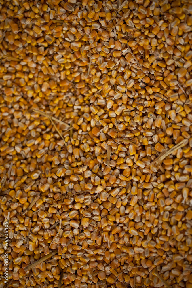 Abstract background of corn kernels Abstract background of corn kernels
