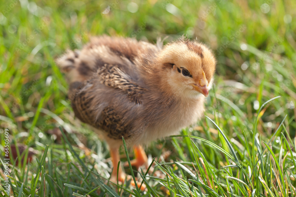 Baby chick on spring grass