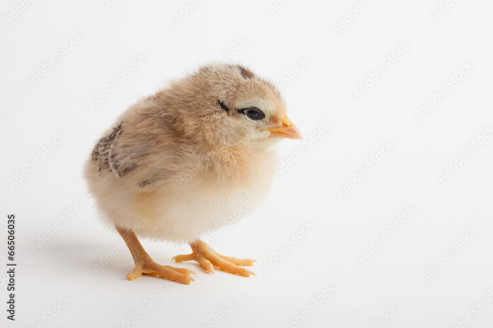 Obraz premium Adorable speckled fluffy newborn baby chick