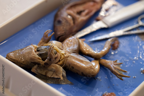 Close-up of frog and fish comparative anatomy dissection in biology lab