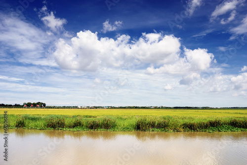 Landscape scene of The paddy fields