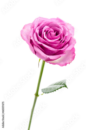 Pink rose isolated on white
