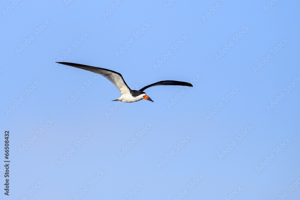 Fototapeta premium Black Skimmer in Flight