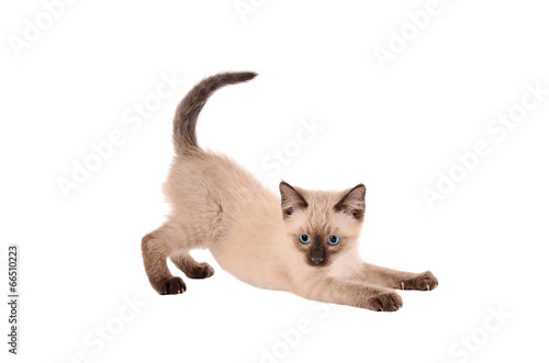 Stretching Siamese kitten