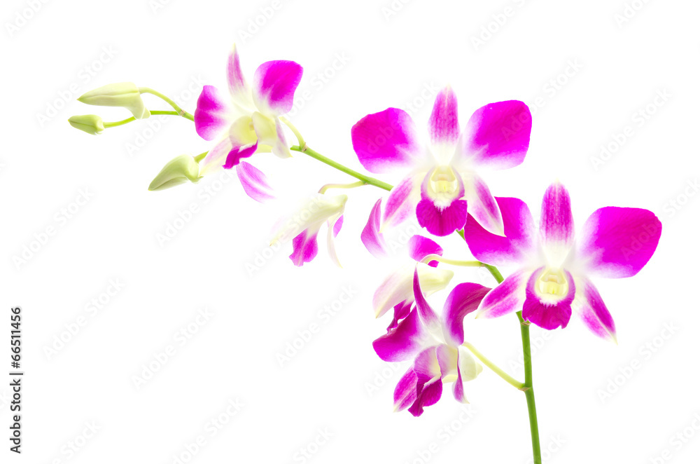 Purple orchid flower isolated white background Purple orchid flower isolated white background