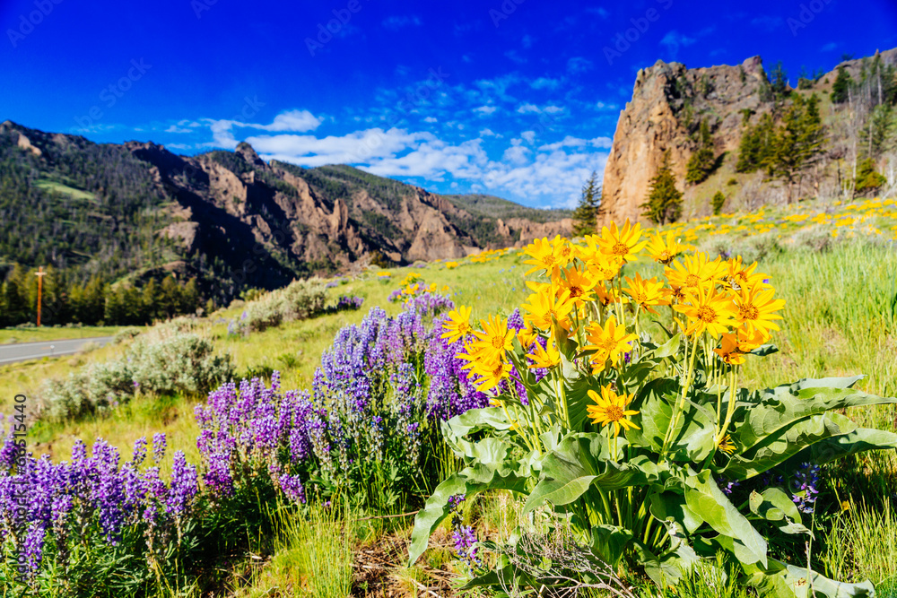 Fototapeta premium Yellowstone National Park