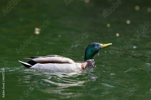 wild duck raising its head from water