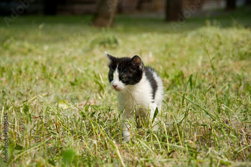 Kitten © Nataliya Dvukhimenna