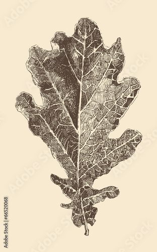 oak leaf engraving style, vintage illustration, hand drawn