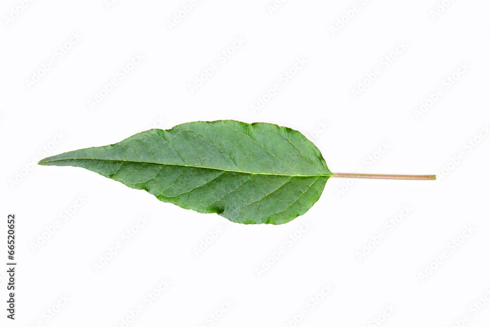 Fototapeta premium green spring leave isolated on white background