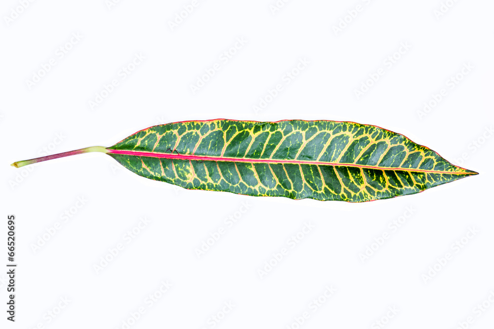 colorful croton leave on white background colorful croton leave on white background