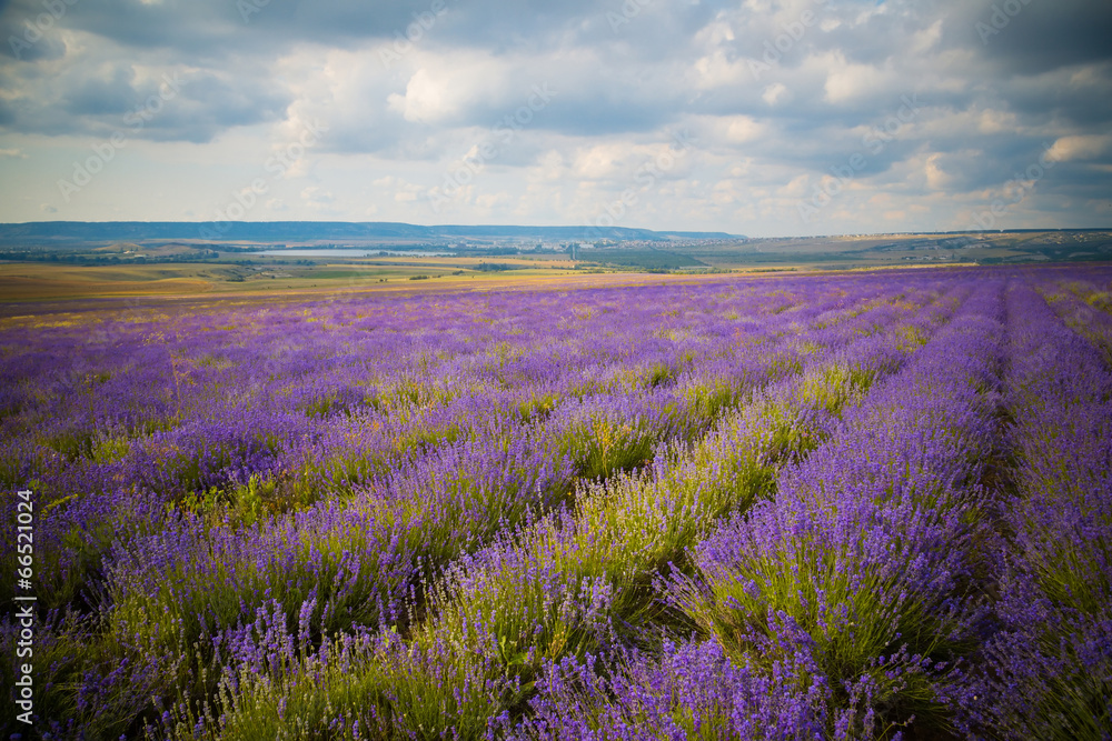 field of Lavender Flowers