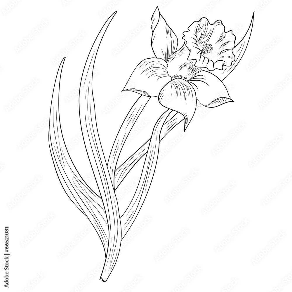 Daffodil flower or narcissus isolated on white background - obrazy, fototapety, plakaty 