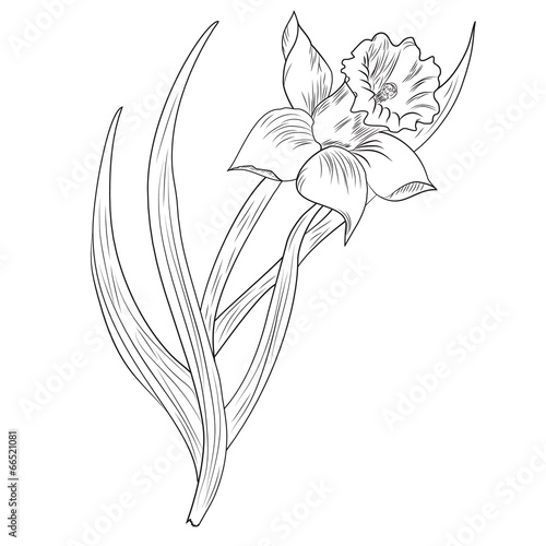 Daffodil flower or narcissus isolated on white background
