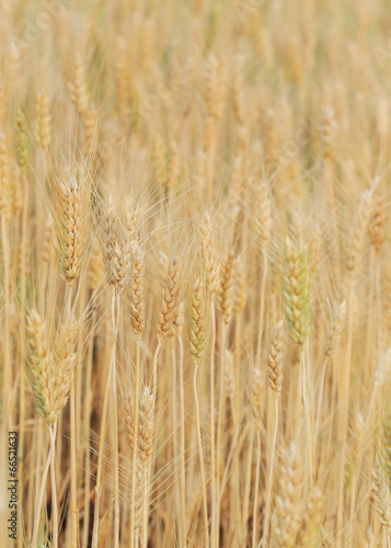 barley field of agriculture © sutichak