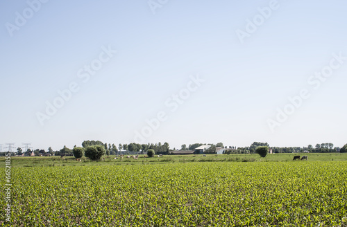 springtime in the countryside