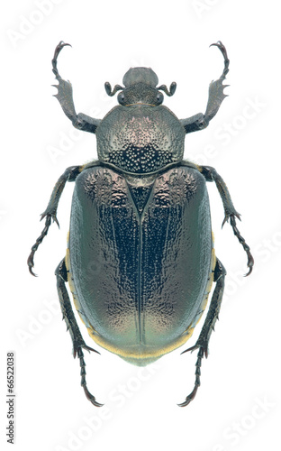 Beetle Osmoderma barnabita © als