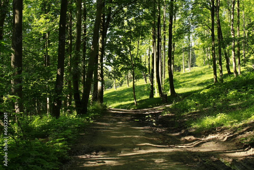 Obraz premium rural road into the forest