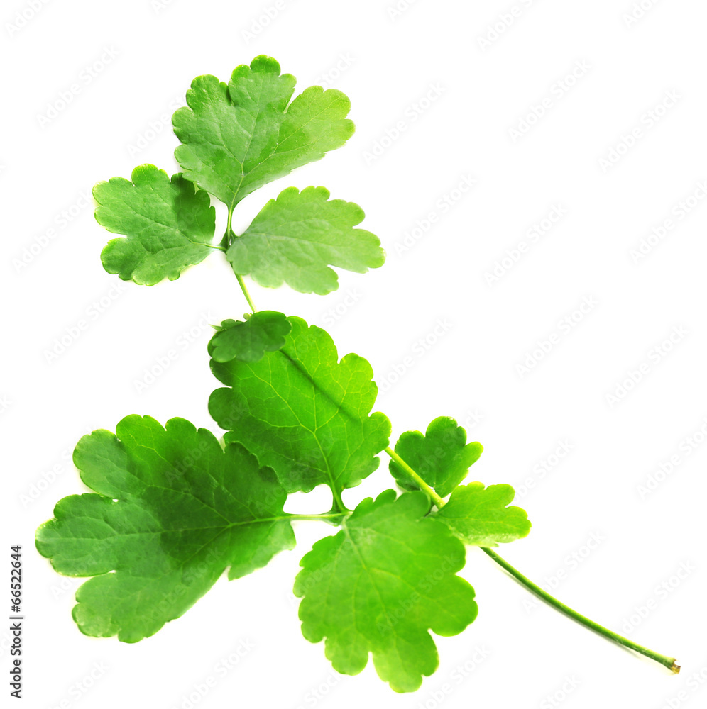 Green leaves on white table Green leaves on white table