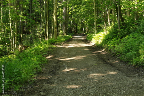 rural road into the forest