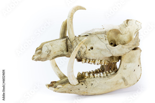 Skull of wild boar