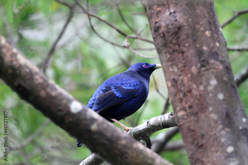 Satin bowerbird (Ptilonorhynchus violaceus) male in Australia  photo