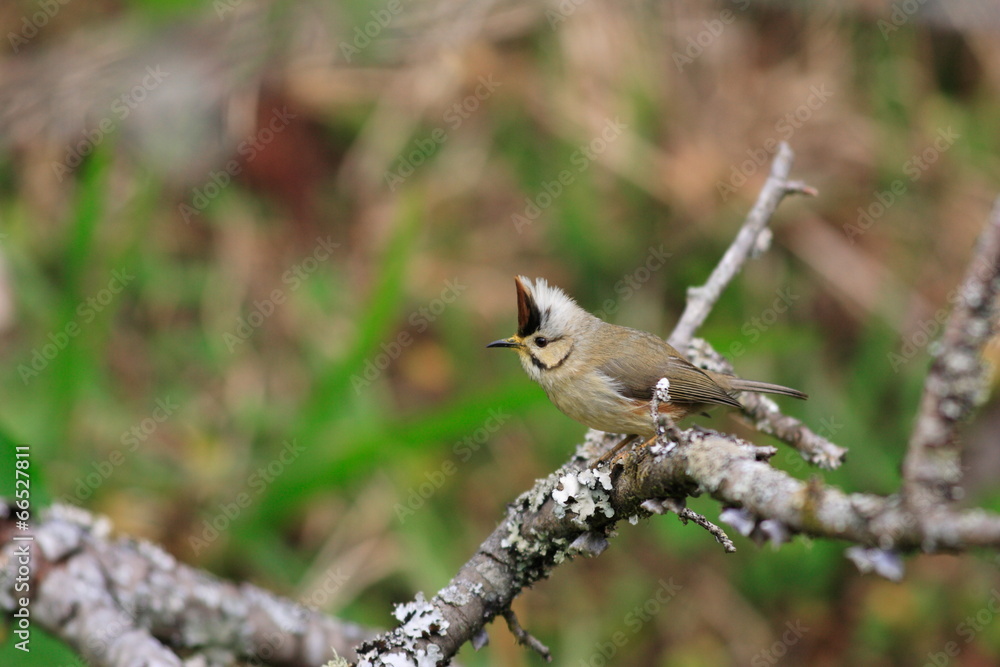 Naklejka premium Taiwan Yuhina (Yuhina brunneiceps) in Ari Shan