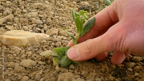 Pink skin hand yanks a small flowering plant from extremely dry  photo
