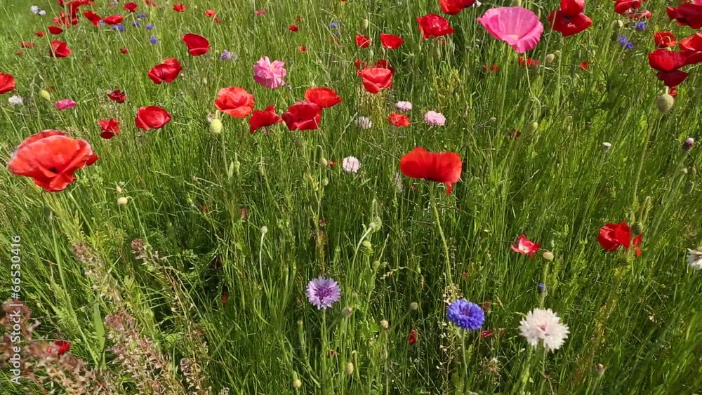 Wildflowers and Poppies slider Wildflowers and Poppies slider