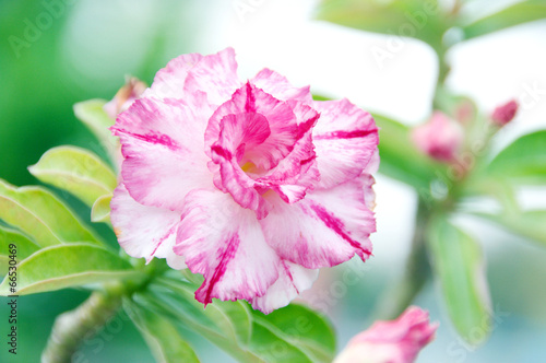 Pink Desert Flower  adenium obesum.