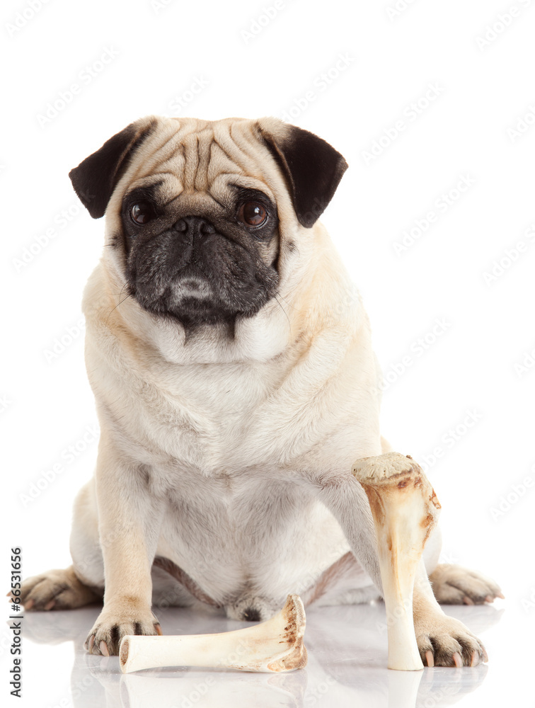 Obraz premium Pug dog on white background