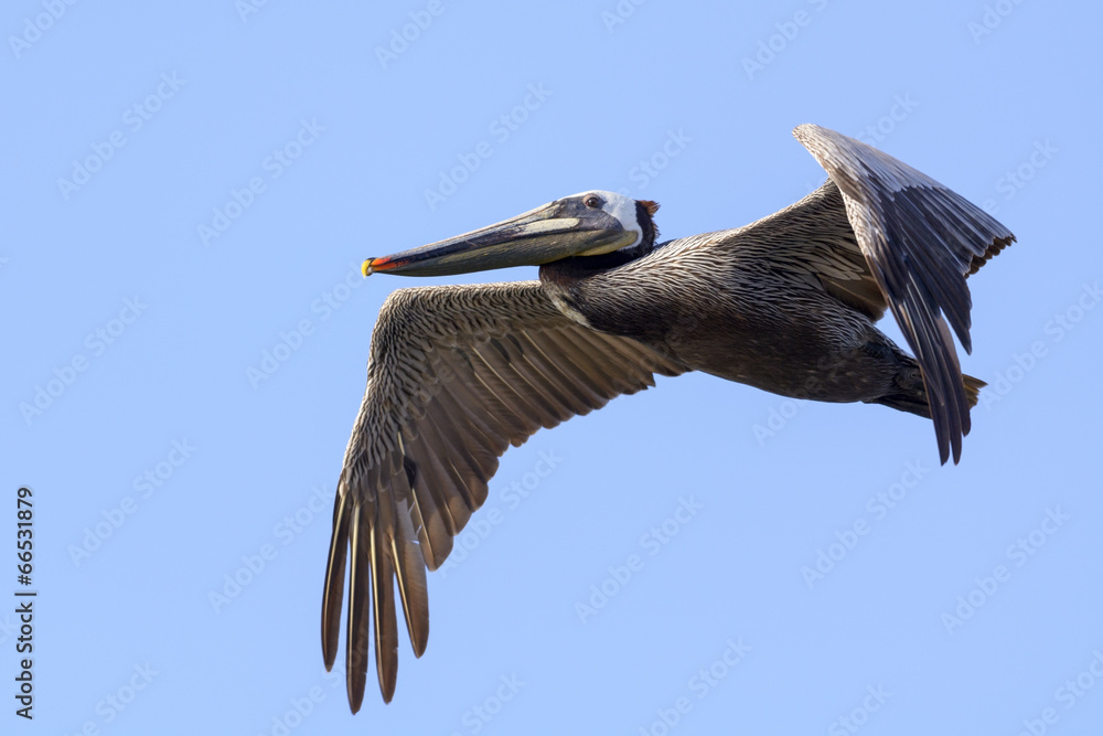 Obraz premium Brown Pelican in flight