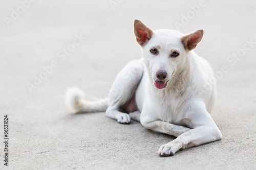 Portrait of white dog lying on background