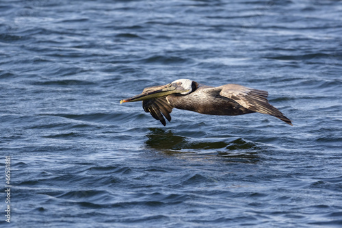 Brown Pelican in flight © kojihirano