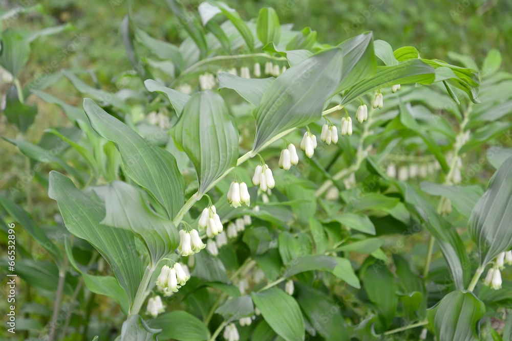 Kupena's blossoming multiflowered (Polygonatum multiflorum (L. ) Kupena's blossoming multiflowered (Polygonatum multiflorum (L. )