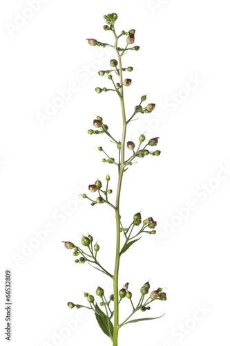 Flowering figwort photo