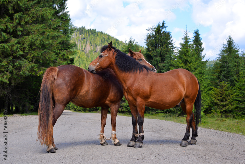 Horse couple standing on the road, Carpathians, Lviv region Horse couple standing on the road, Carpathians, Lviv region