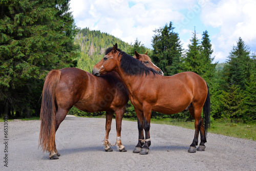 Horse couple standing on the road, Carpathians, Lviv region © esvetleishaya