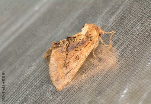 night butterfly - Ptilodon capucina photo