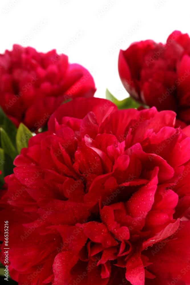 Beautiful pink peonies, isolated on white