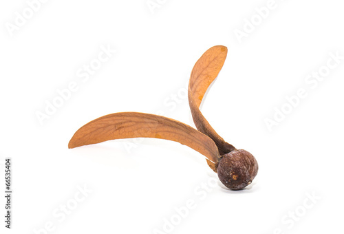 Dipterocarpus turbinatus isolate : The winged seed, blowing in t photo