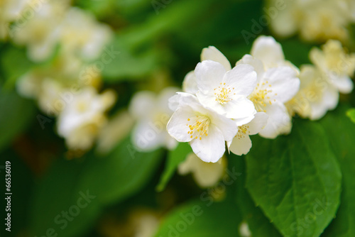 Fototapeta Naklejka Na Ścianę i Meble -  Beautiful jasmine flowers close-up