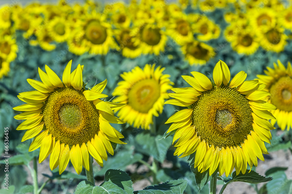Naklejka premium beautiful sunflowers Zamora (Spain)