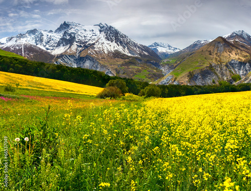 Spring in the foothills. Blooming field of yellow flowers