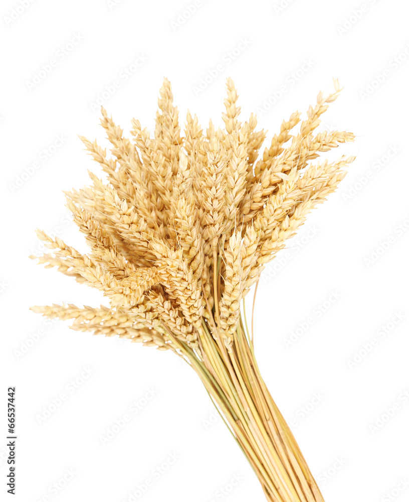 Fototapeta premium Sheaf of wheat isolated on white
