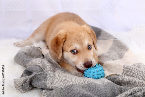 Cute beige puppy playing on white carpet, on light background