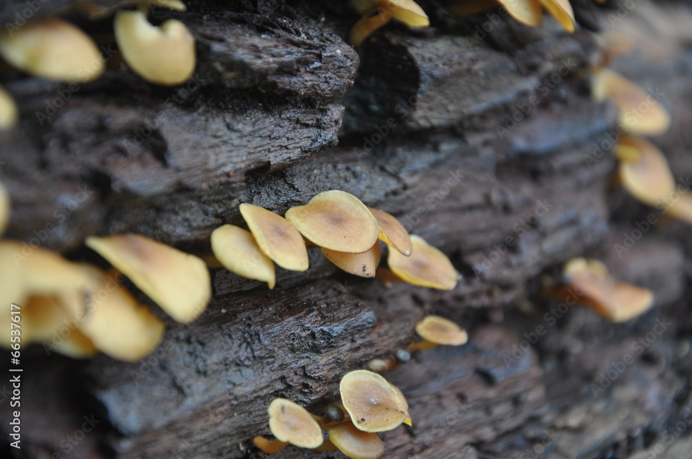 Mushrooms on the log Mushrooms on the log