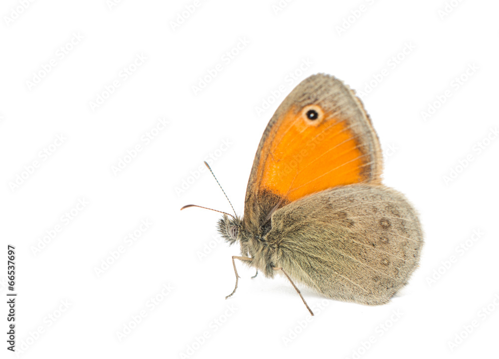 Obraz premium butterfly