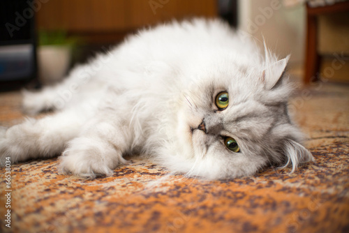 white persian cat close-up on floor photo