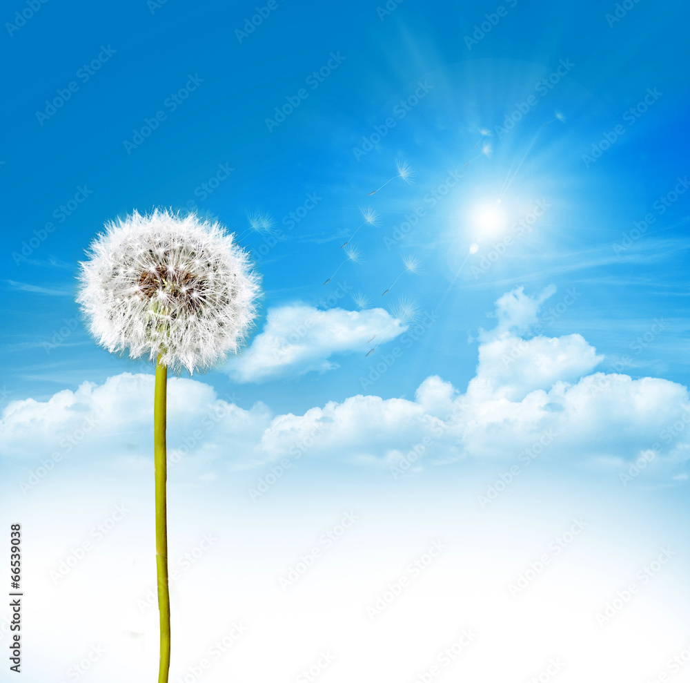 dandelion seeds on a blue sky